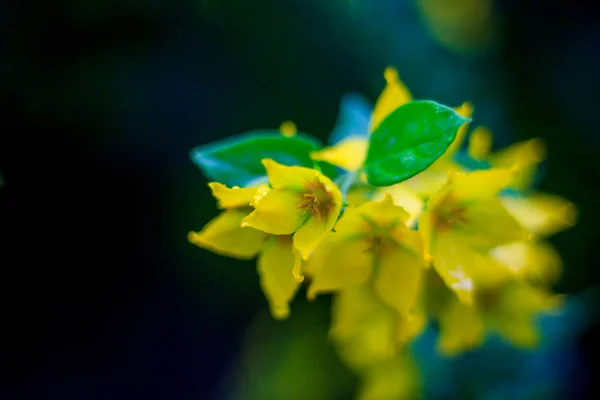Close Flores Amarelas Fundo Borrado — Fotografia de Stock