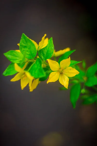 Zbliżenie Żółte Kwiaty Niewyraźne Tło — Zdjęcie stockowe