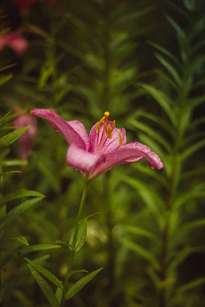 Primer Plano Flor Del Jardín Creciendo Durante Día — Foto de Stock