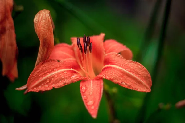 Primer Plano Flor Del Jardín Creciendo Durante Día — Foto de Stock