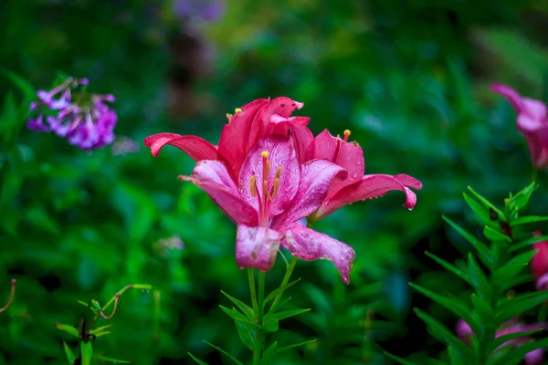 昼間で成長している庭の花のクローズ アップ — ストック写真