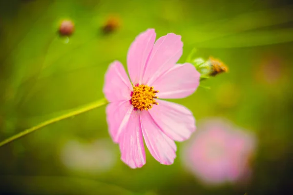 Nahaufnahme Von Gartenblumen Die Tagsüber Wachsen — Stockfoto