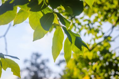  Yaz parkında ağaç yaprakları