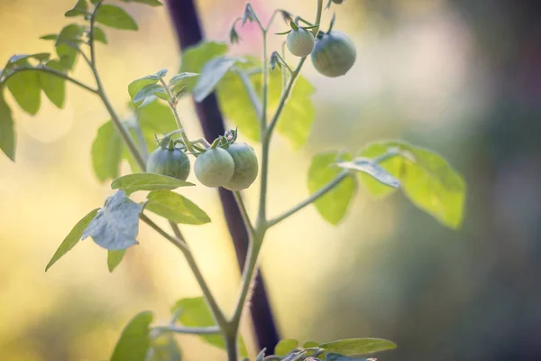 熟していないトマトと植栽のクローズ アップ — ストック写真
