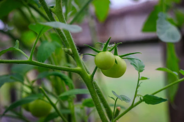 Nahaufnahme Der Bepflanzung Mit Unreifen Tomaten — Stockfoto