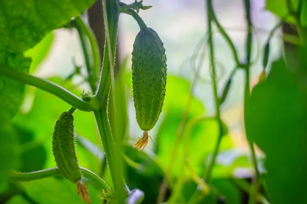 Impianto Cetrioli Verdi Acerbi — Foto Stock