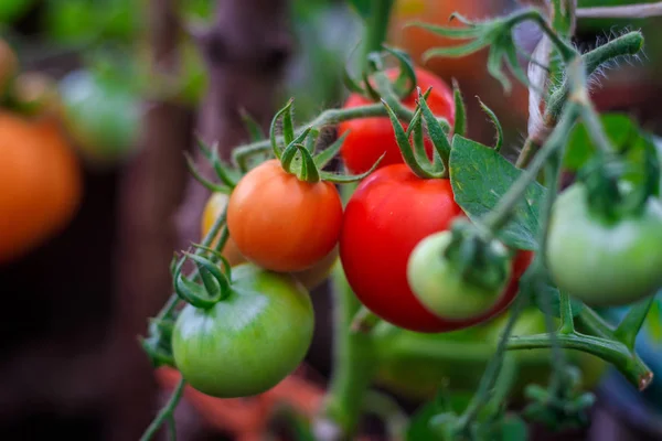 Nahaufnahme Der Bepflanzung Mit Unreifen Tomaten — Stockfoto