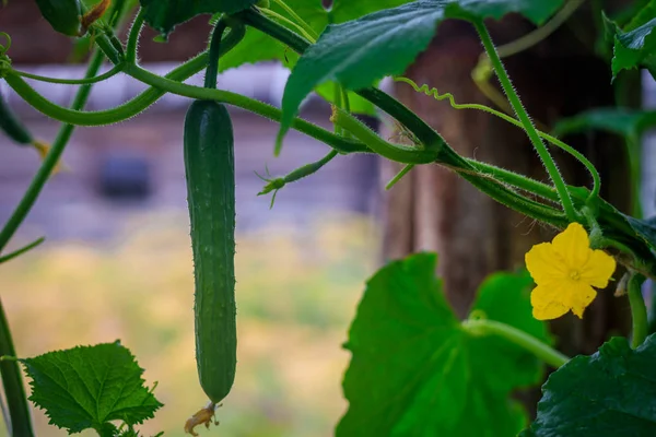 Impianto Cetrioli Verdi Acerbi — Foto Stock