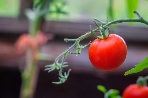 Nahaufnahme Der Bepflanzung Mit Unreifen Tomaten — Stockfoto