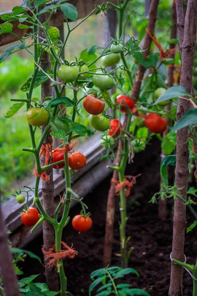 Nahaufnahme Der Bepflanzung Mit Unreifen Tomaten — Stockfoto