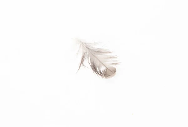 Single Feather White Background — Stock Photo, Image