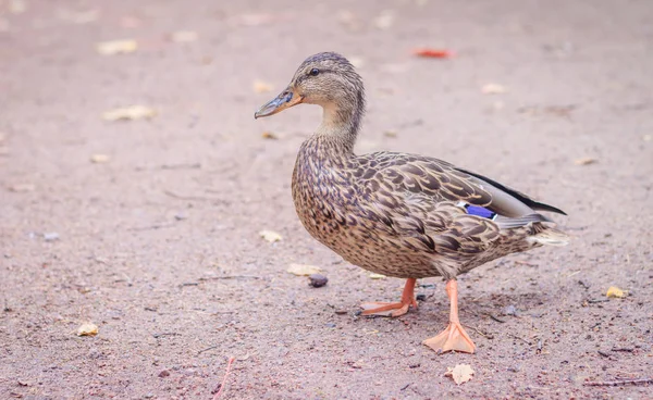 Wilde Eend Grond — Stockfoto