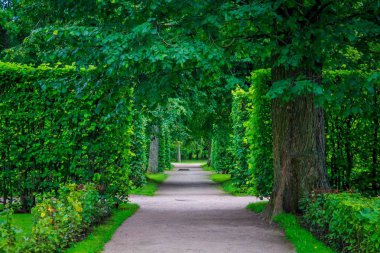 Güzel yaz park. Doğa, seyahat