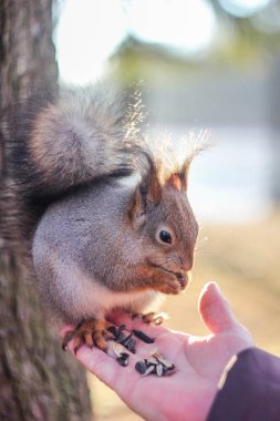 Sincap fındık yemek. Vahşi hayvanlar Parklar. Kemirgenler ailesinin.
