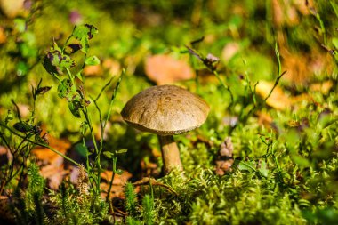 Ormanın içinde taze mantar