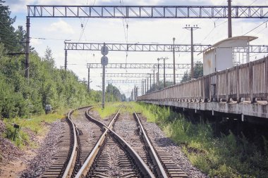 Perspektif görünümü dandelions ve mavi gökyüzü ve yeşil ağaçlar altında kaçmak demiryolu ile yeşil alan. Demiryolu seyahat için
