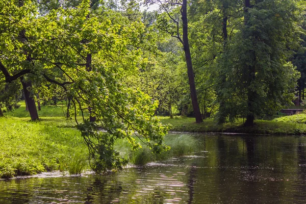 Güzel yaz park. Doğa, seyahat