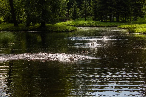 Güzel yaz park. Doğa, seyahat