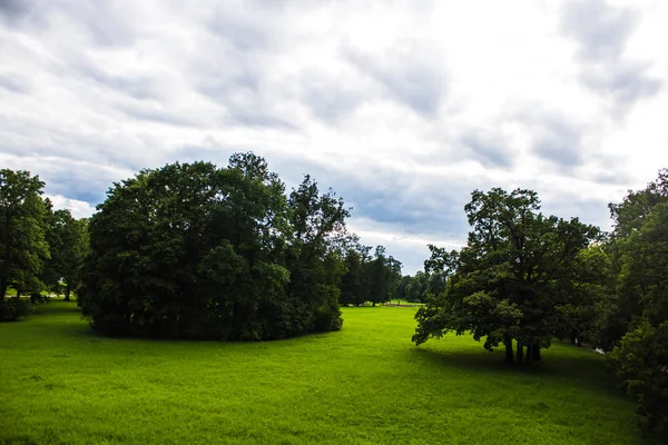 Árvores Verdes Parque Verão — Fotografia de Stock