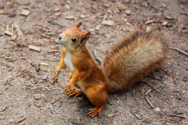 Eichhörnchen Schaut Sich Wildtierparks Familie Der Nagetiere — Stockfoto