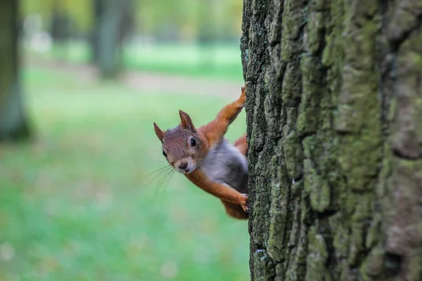Zbliżenie Wiewiórki Siedlisko — Zdjęcie stockowe