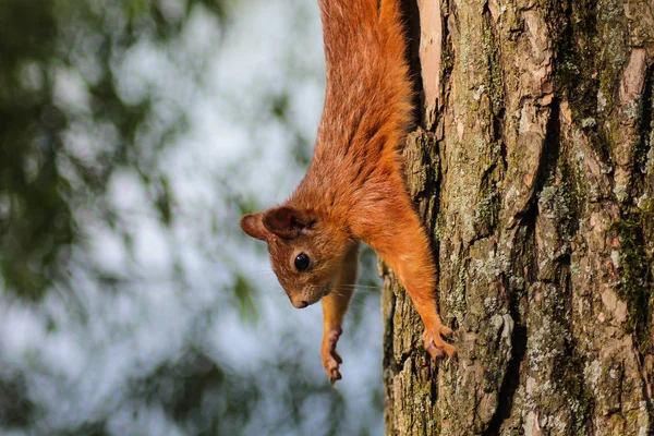 リスは 周りに見えます 野生動物公園があります 齧歯動物の家族 — ストック写真