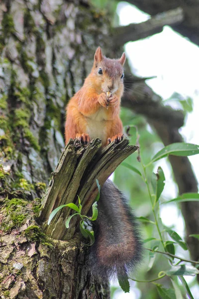 Wiewiórki Jeść Orzechy Parki Dzikich Zwierząt Rodziny Gryzoni — Zdjęcie stockowe