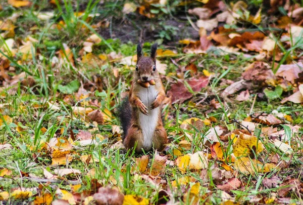 Squirrel Looks Wild Animals Parks Family Rodents — Stock Photo, Image