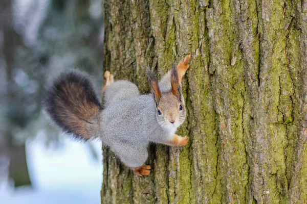 Nahaufnahme Von Eichhörnchen Lebensraum — Stockfoto