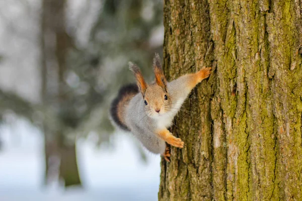 Close Squirrel Habitat — Stock Photo, Image