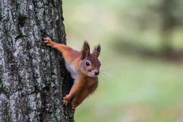 Eichhörnchen Schaut Sich Wildtierparks Familie Der Nagetiere — Stockfoto