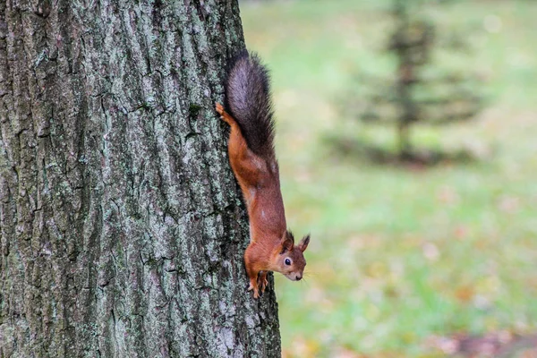 Eichhörnchen Schaut Sich Wildtierparks Familie Der Nagetiere — Stockfoto