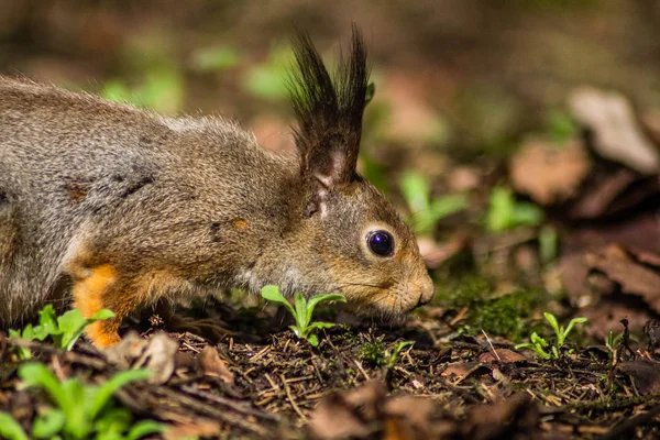 Close Squirrel Habitat — Stock Photo, Image