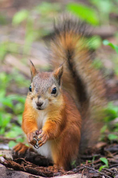 Eichhörnchen Schaut Sich Wildtierparks Familie Der Nagetiere — Stockfoto