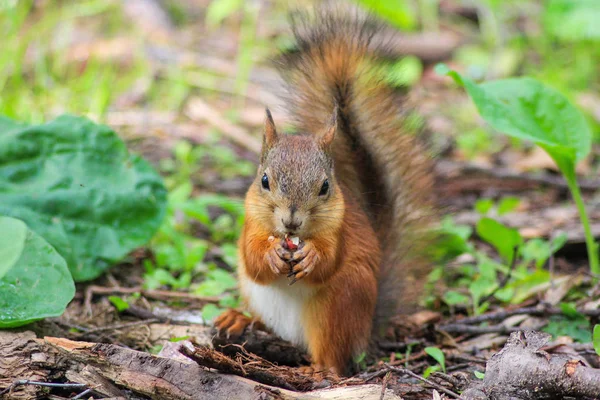 Eichhörnchen Schaut Sich Wildtierparks Familie Der Nagetiere — Stockfoto