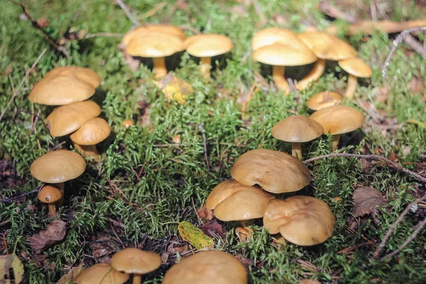 接近在草丛中生长的蘑菇 — 图库照片