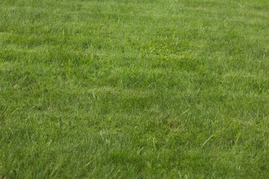 arka plan olarak yeşil çim çim görünümünü 