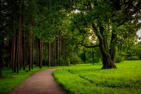 Szép Nyári Park Természet Utazás — Stock Fotó