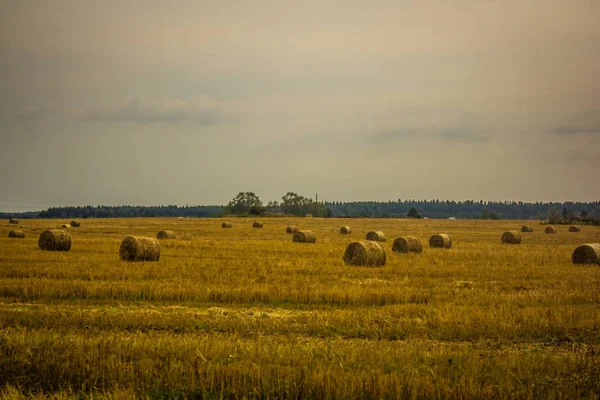 Campo Con Pagliai Rotondi — Foto Stock