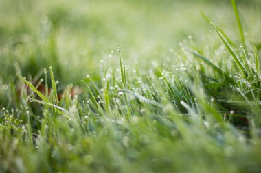 arka plan olarak yeşil çim çim görünümünü 