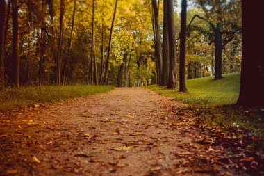 Güzel yaz park. Doğa, seyahat