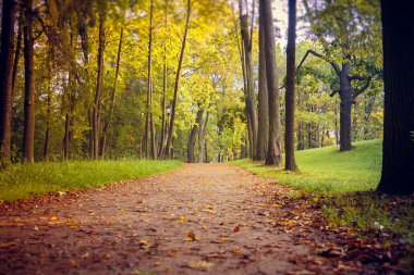 Güzel yaz park. Doğa, seyahat