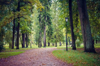 Güzel yaz park. Doğa, seyahat