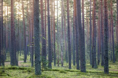 Karanlık Orman arka plan. Sabah yaz orman. Gün ışığına ormanda