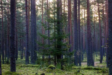 Karanlık Orman arka plan. Sabah yaz orman. Gün ışığına ormanda