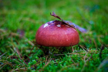 mantar otların arasında büyüyen yakın çekim