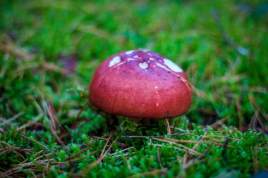 mantar otların arasında büyüyen yakın çekim
