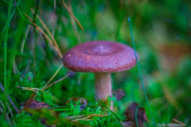 mantar otların arasında büyüyen yakın çekim