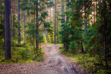 Karanlık Orman arka plan. Sabah yaz orman. Gün ışığına ormanda