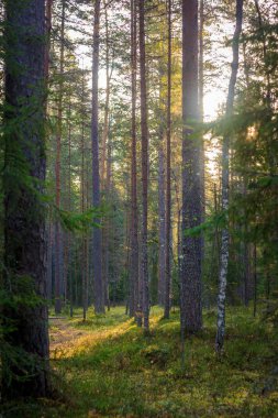 Karanlık Orman arka plan. Sabah yaz orman. Gün ışığına ormanda